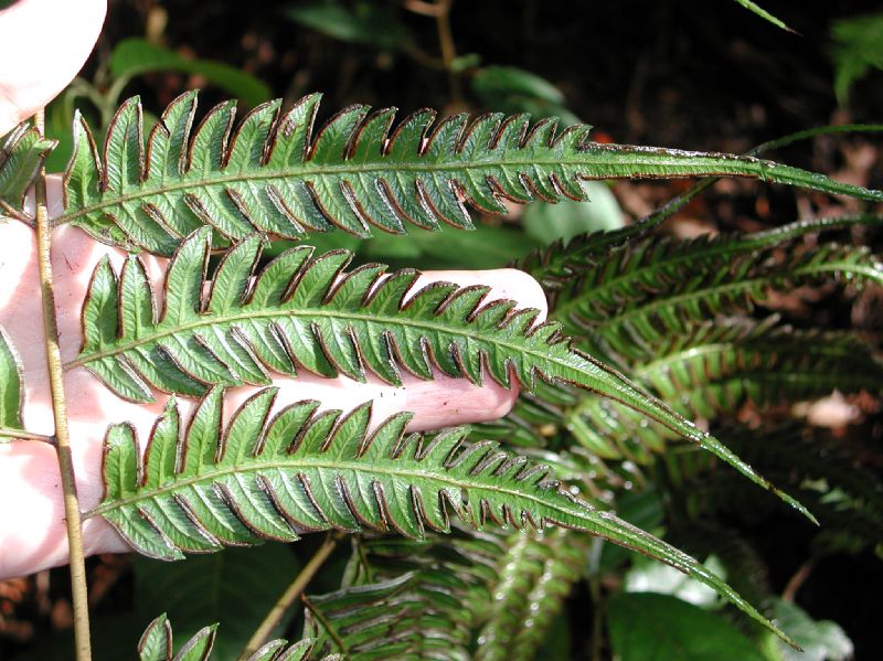 Pteridaceae Pteris muricata