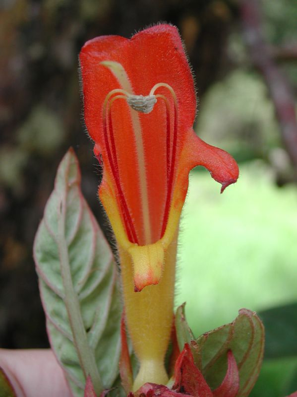 Gesneriaceae  