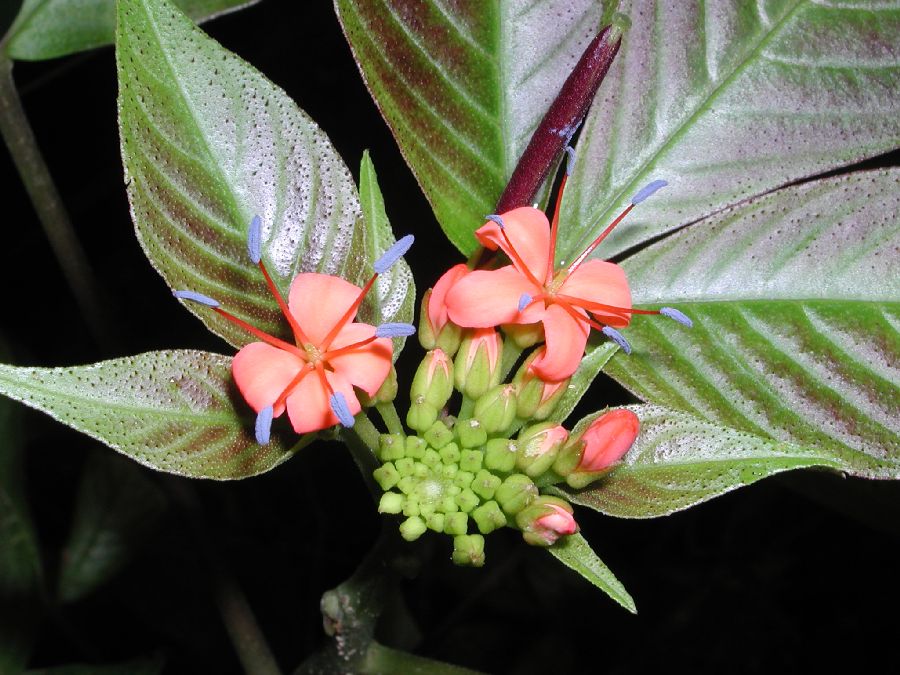 Cleomaceae Podandrogyne formosa