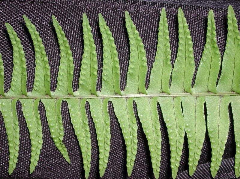 Nephrolepidaceae Nephrolepis undulata