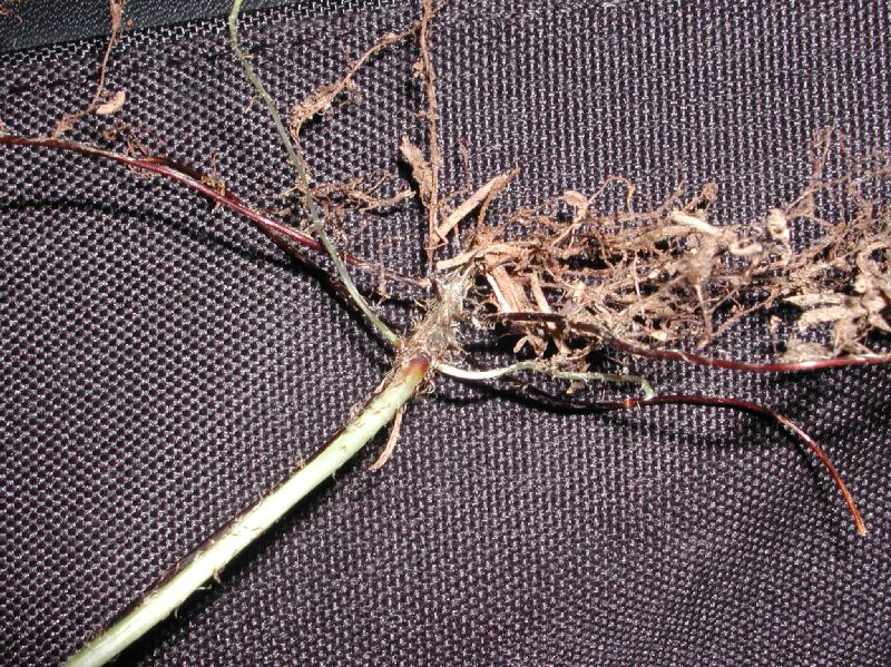 Nephrolepidaceae Nephrolepis undulata