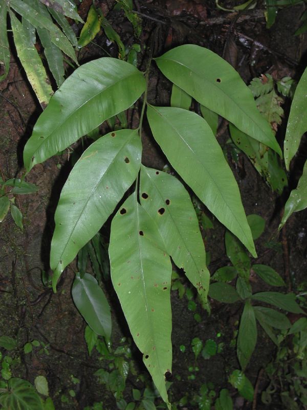 Dryopteridaceae Olfersia cervina