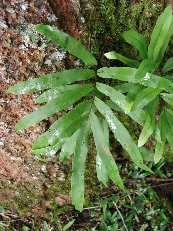 Polypodiaceae Serpocaulon triseriale