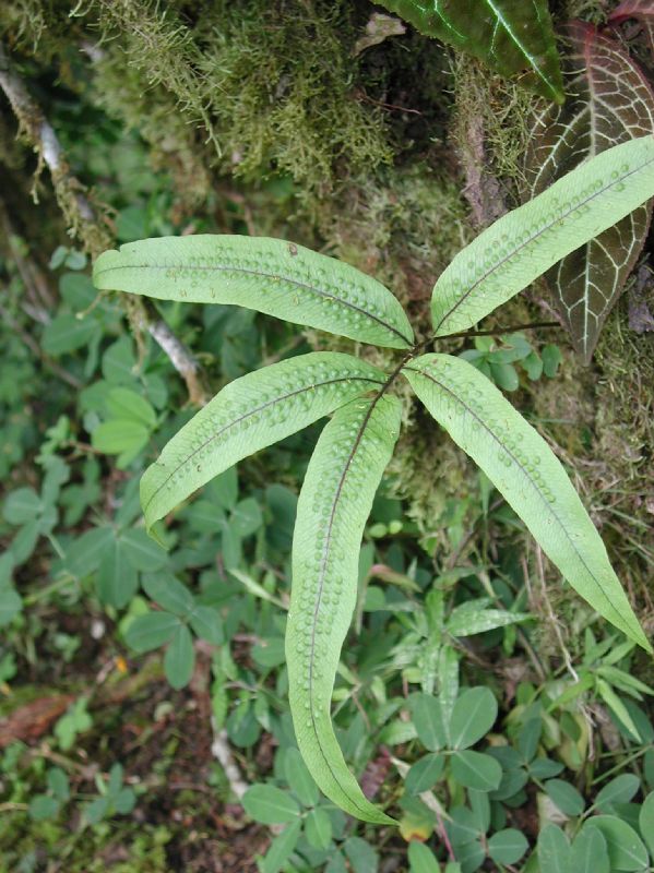 Polypodiaceae Serpocaulon triseriale