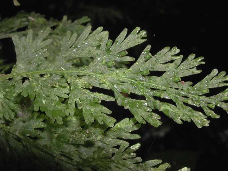 Hymenophyllaceae Crepidomanes pyxidiferum