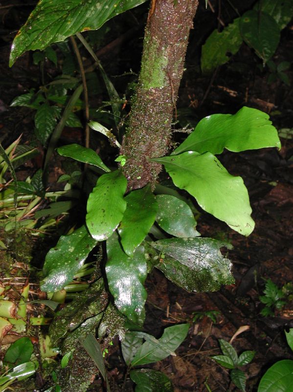 Pteridaceae Anetium citrifolium