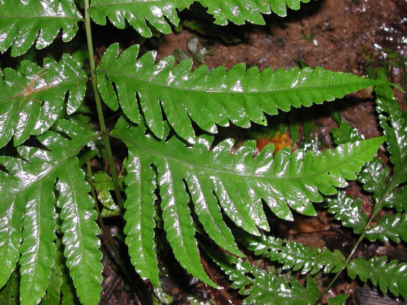 Lomariopsidaceae Bolbitis portoricensis