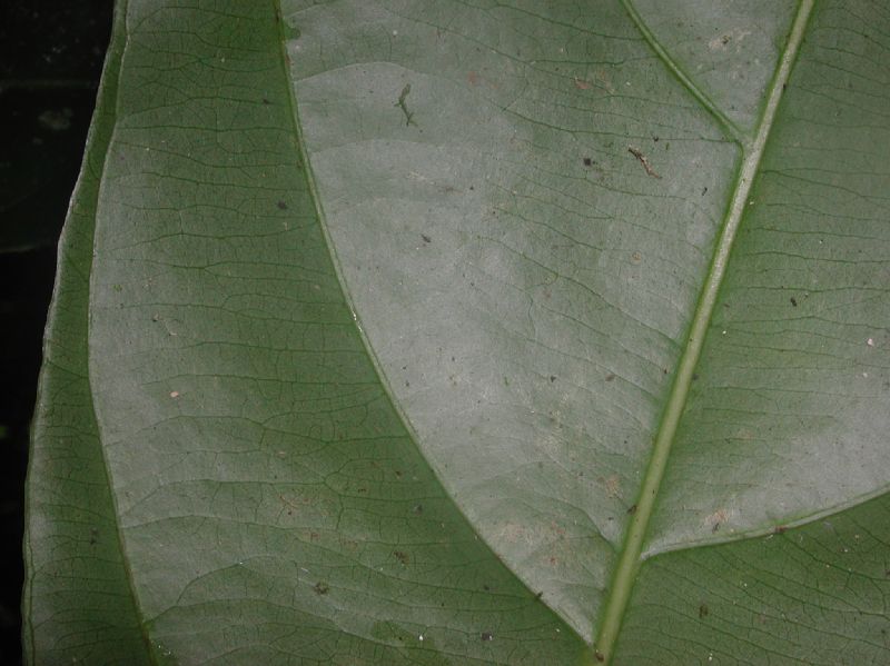 Myristicaceae Compsoneura 