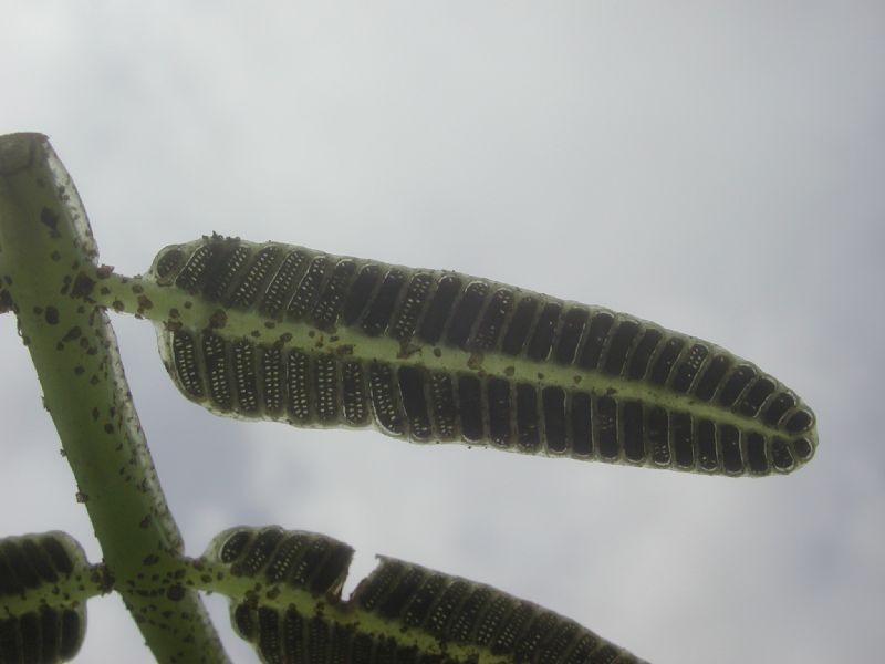 Marattiaceae Danaea wendlandii