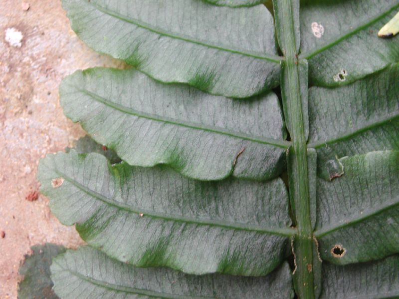 Marattiaceae Danaea wendlandii