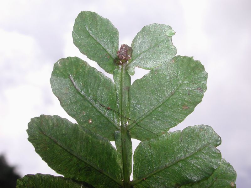 Marattiaceae Danaea wendlandii