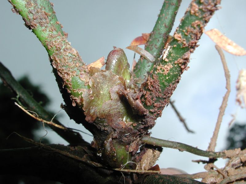 Marattiaceae Danaea wendlandii