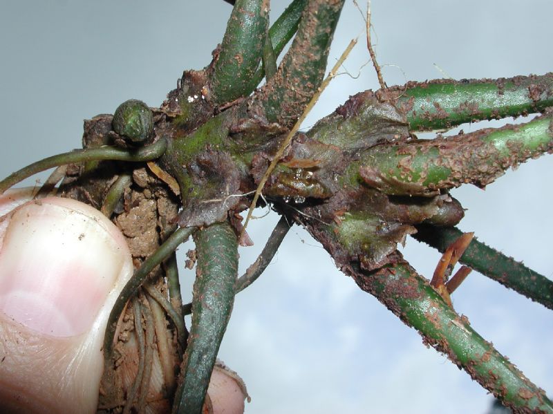 Marattiaceae Danaea wendlandii