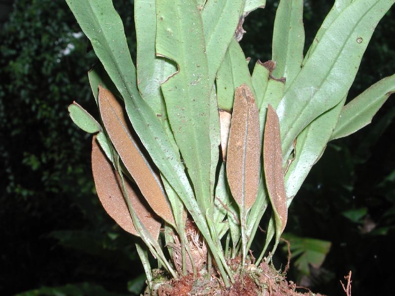 Dryopteridaceae Elaphoglossum correae
