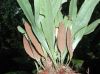 image of Elaphoglossum correae
