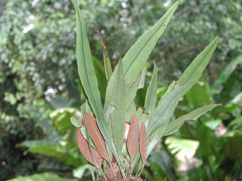 Dryopteridaceae Elaphoglossum correae