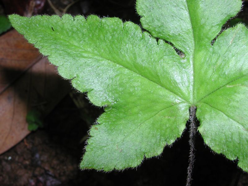 Hemionitis palmata (Pteridaceae) image 6433 at