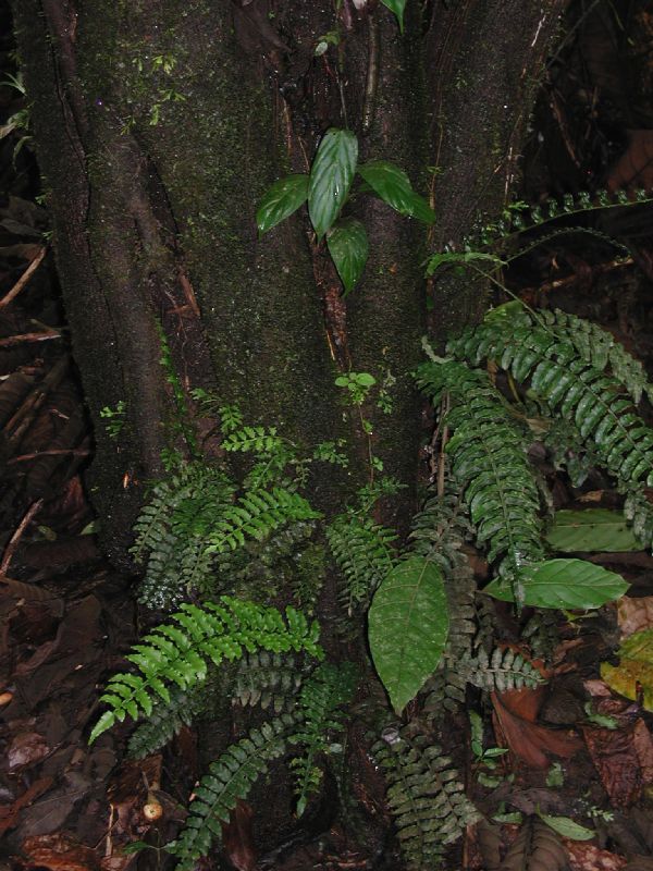 Lomariopsidaceae Lomariopsis vestita