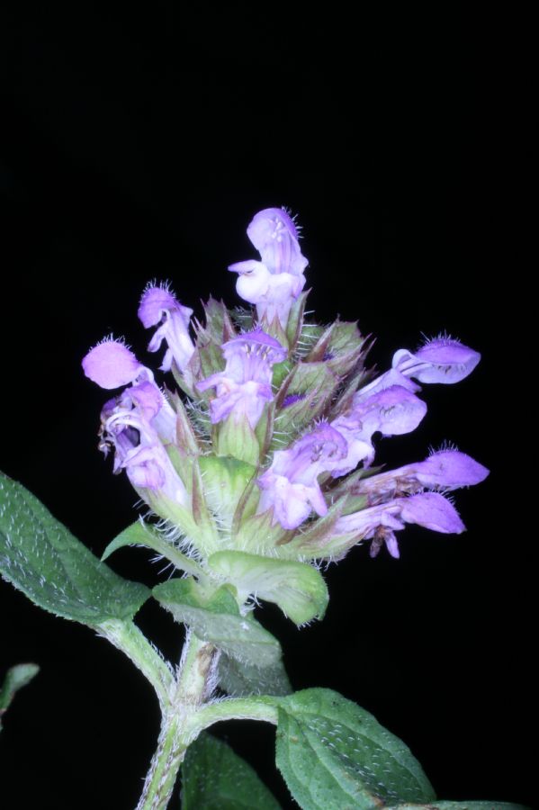 Lamiaceae Prunella vulgaris