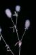 image of Trifolium arvense