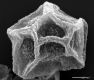 image of Elaphoglossum dendricola