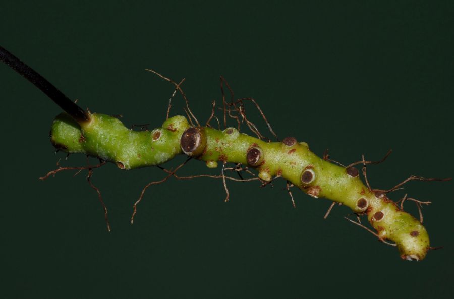 Polypodiaceae Pecluma dulcis