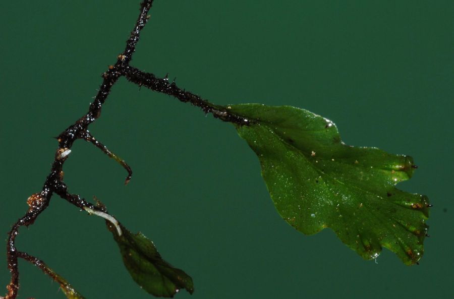 Hymenophyllaceae Didymoglossum ekmanii