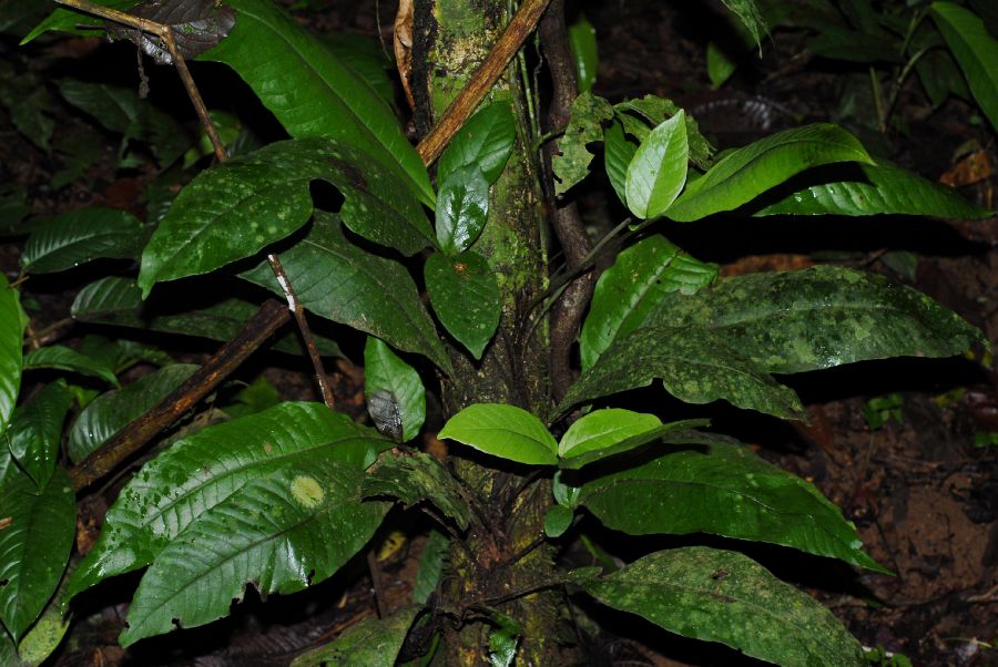 Lomariopsidaceae Mickelia nicotianifolia