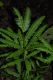 image of Pteris pungens