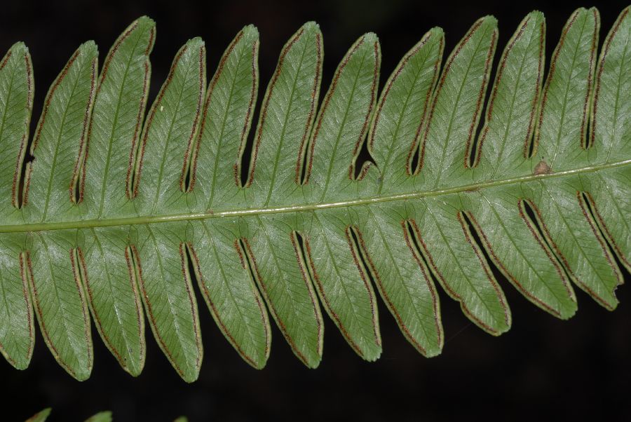 Pteridaceae Pteris pungens