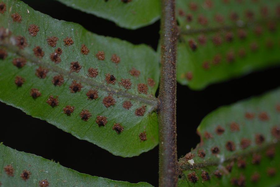 Lomariopsidaceae Cyclopeltis semicordata