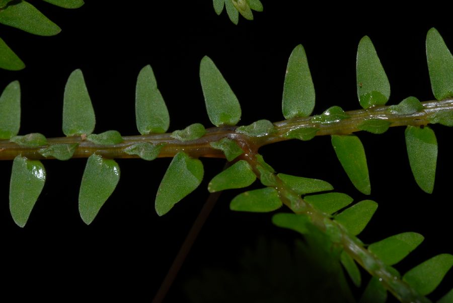 Selaginellaceae Selaginella eurynota