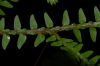image of Selaginella eurynota
