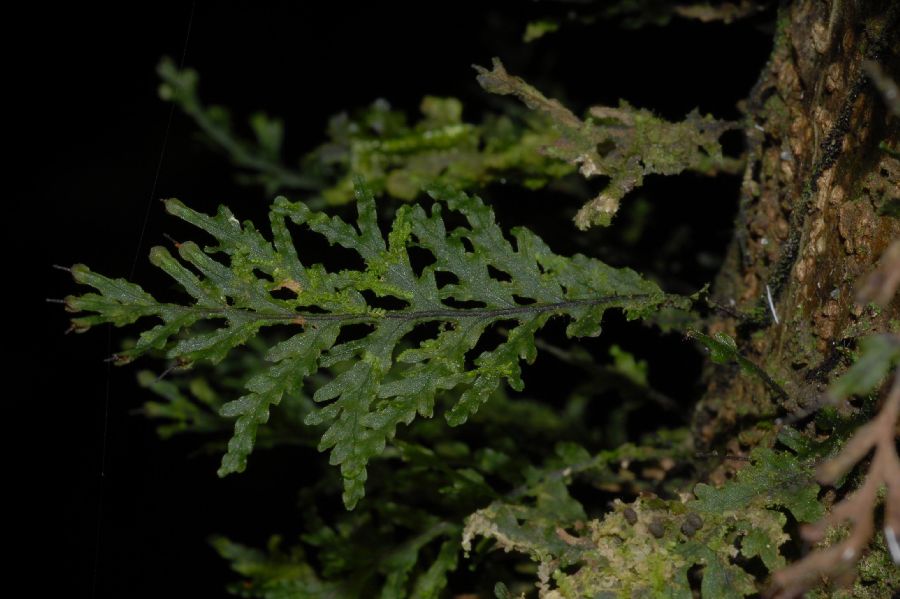 Hymenophyllaceae Didymoglossum krausii
