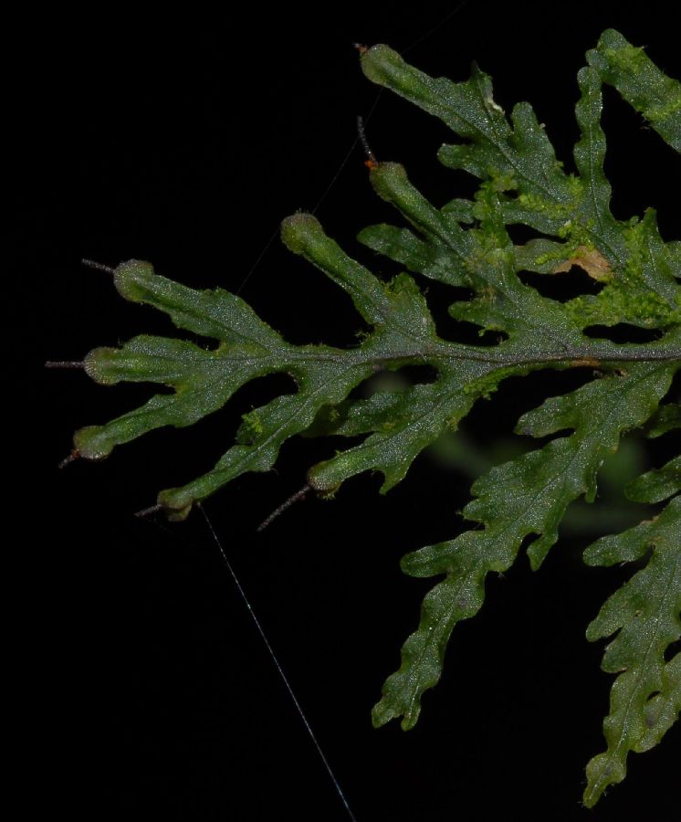 Hymenophyllaceae Didymoglossum krausii