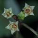 image of Frangula oreodendron
