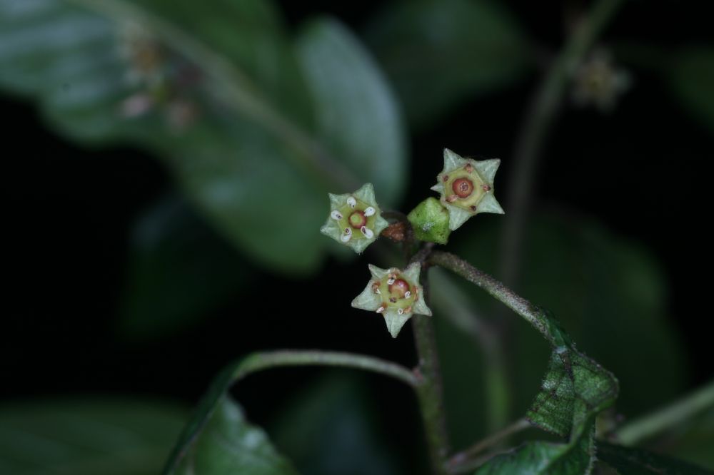 Rhamnaceae Frangula oreodendron