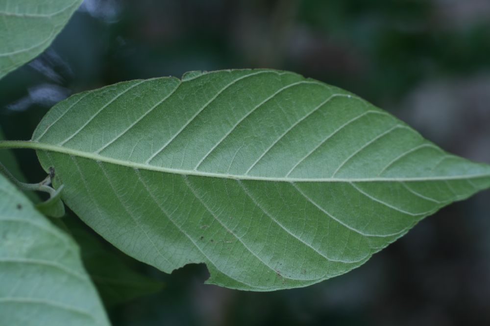 Rhamnaceae Frangula oreodendron