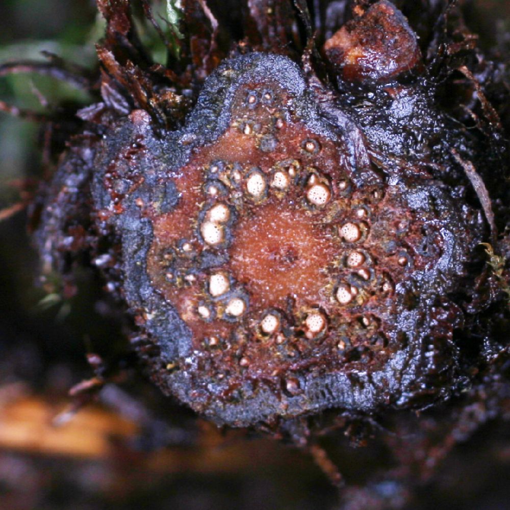 Blechnaceae Lomaridium fragile