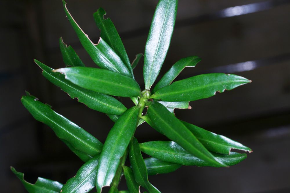 Podocarpaceae Podocarpus oleifolius