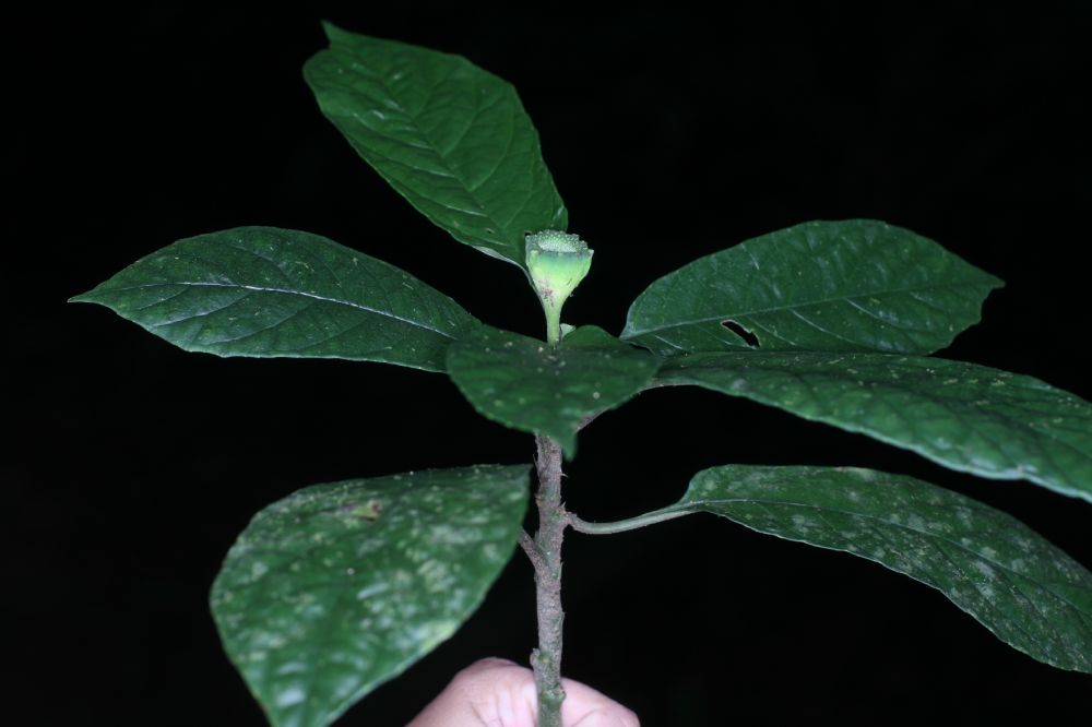 Moraceae Dorstenia chocoiana