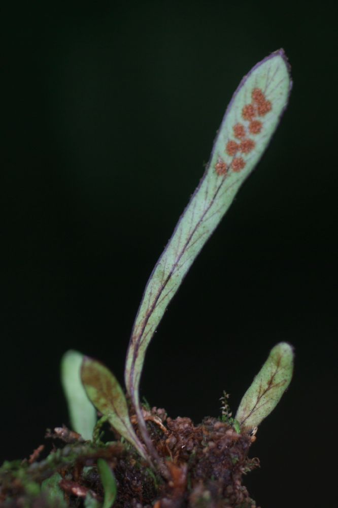 Grammitidaceae Grammitis bryophila