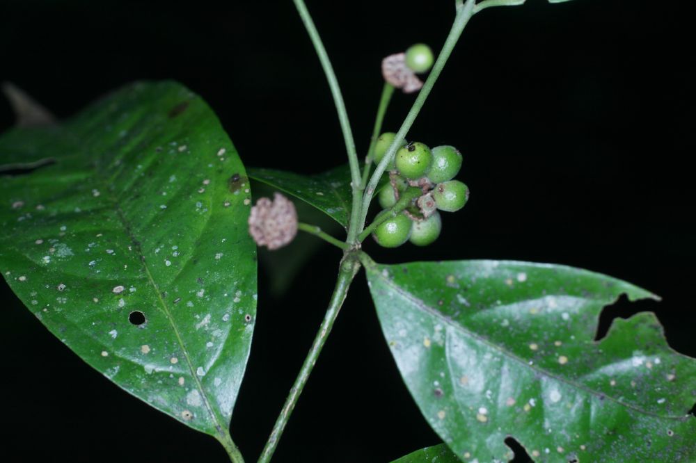 Monimiaceae Mollinedia viridiflora