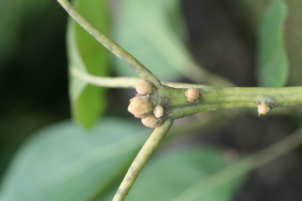 Lauraceae Persea americana