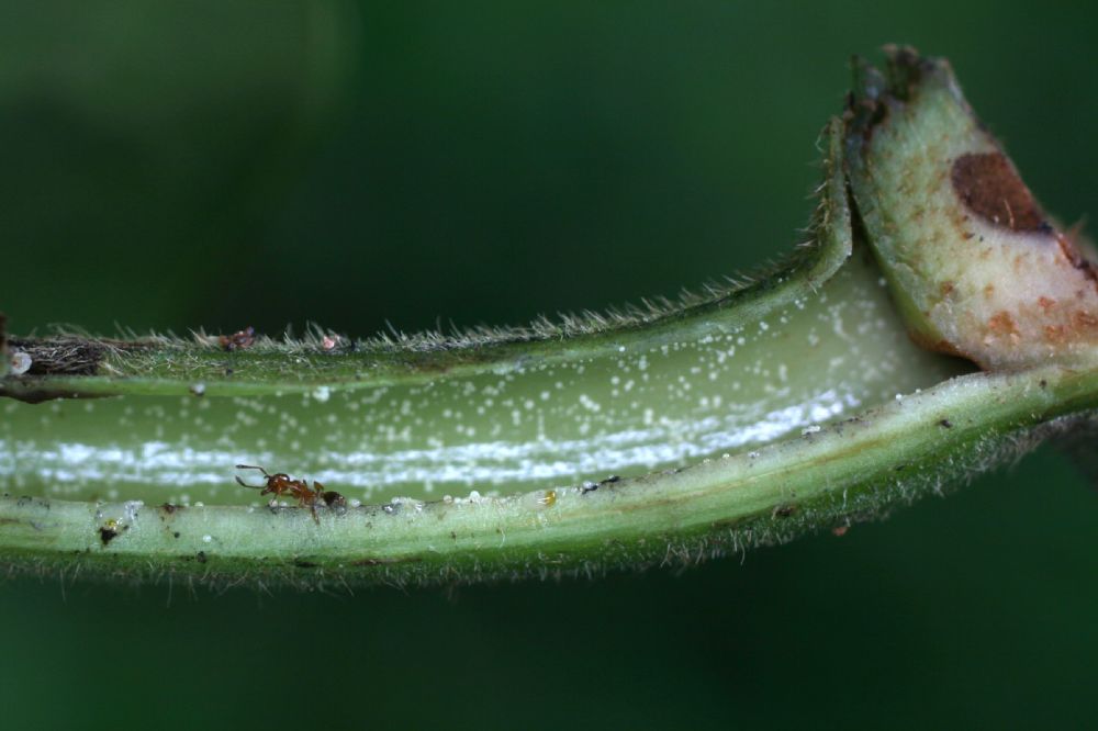 Piperaceae Piper saggitatum
