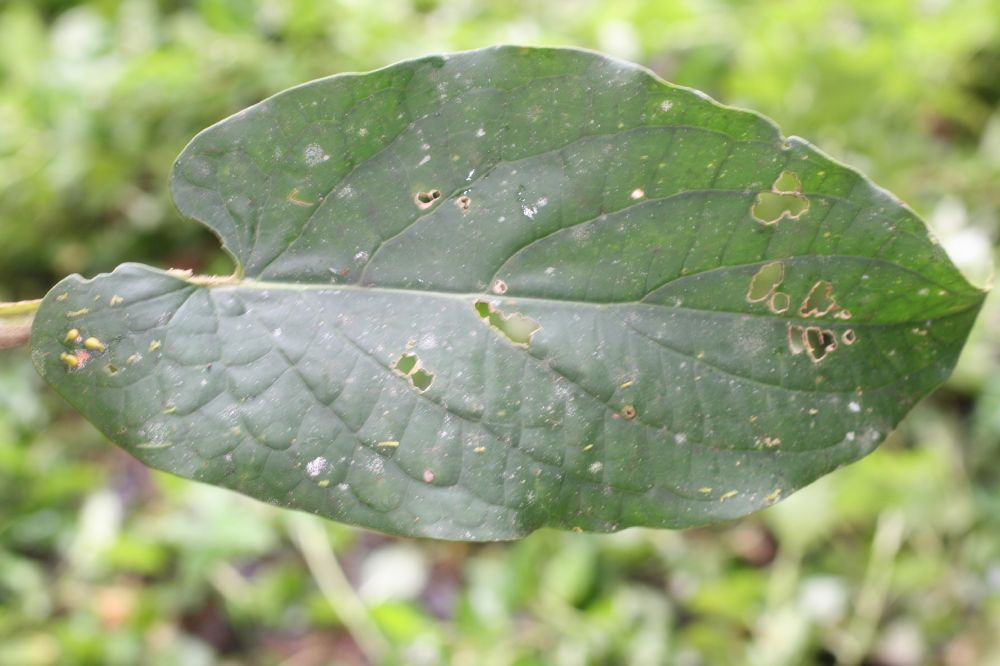 Piperaceae Piper saggitatum