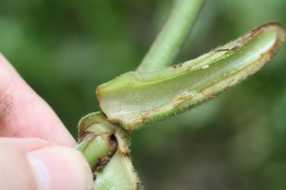 Piperaceae Piper saggitatum
