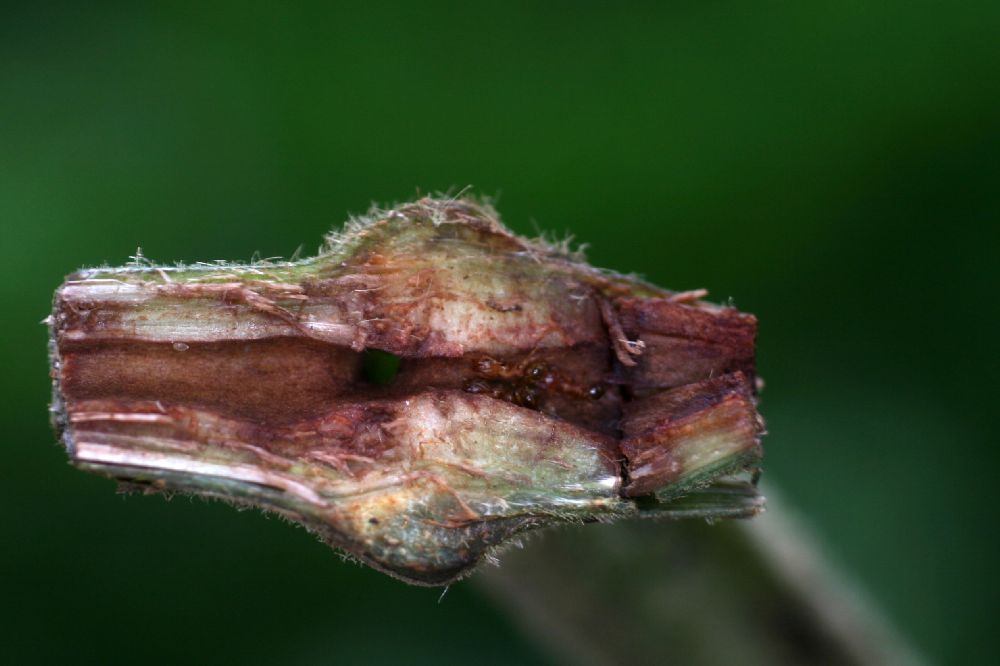 Piperaceae Piper saggitatum