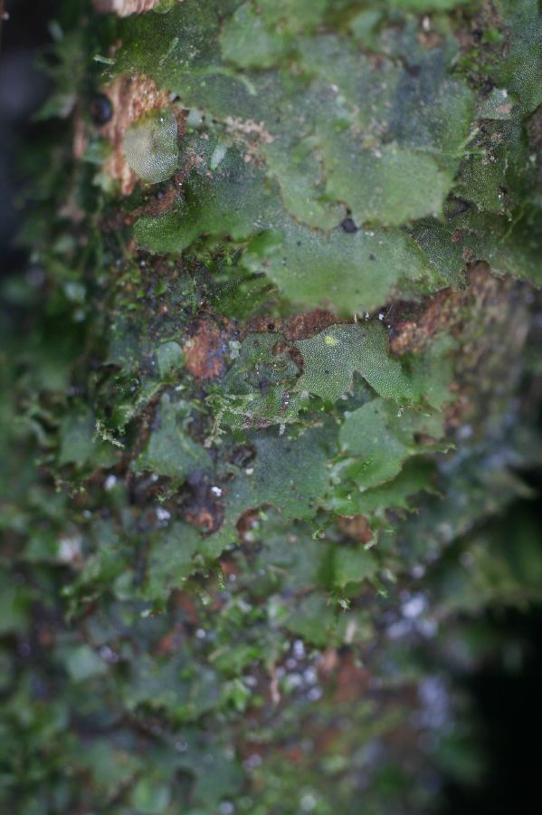 Pteridaceae Polytaenium anetioides