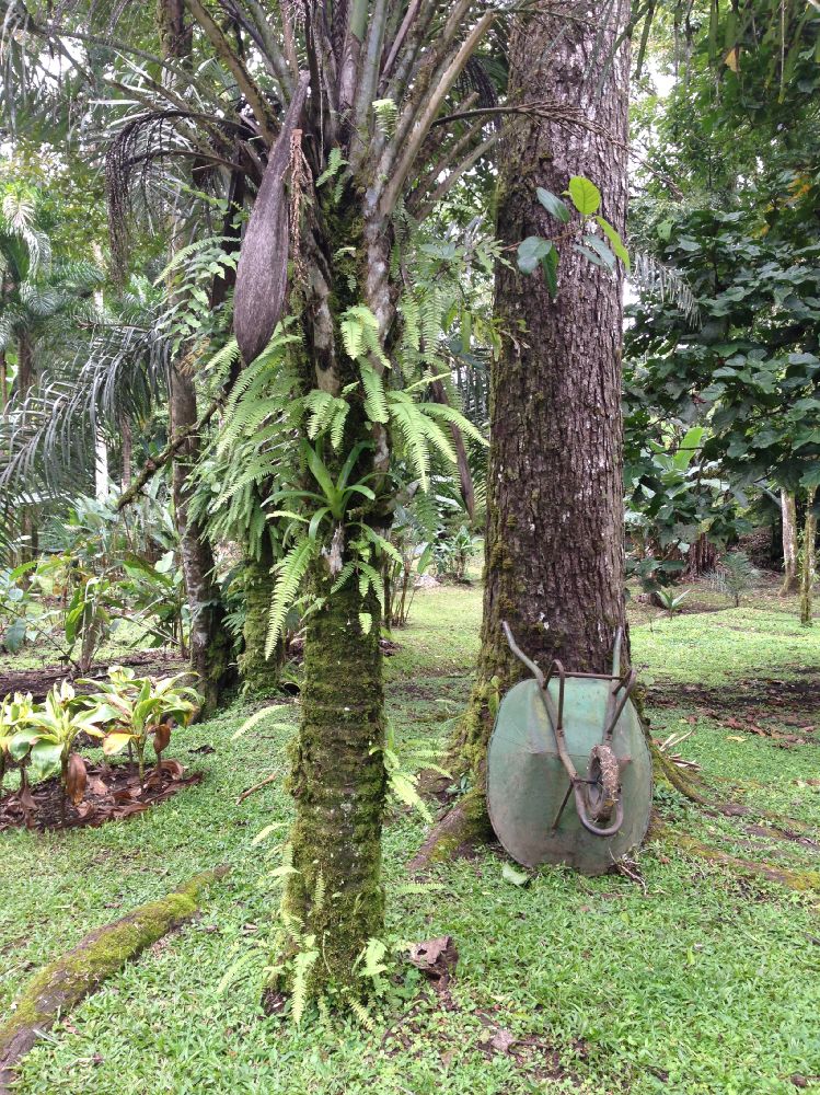Nephrolepidaceae Nephrolepis undulata